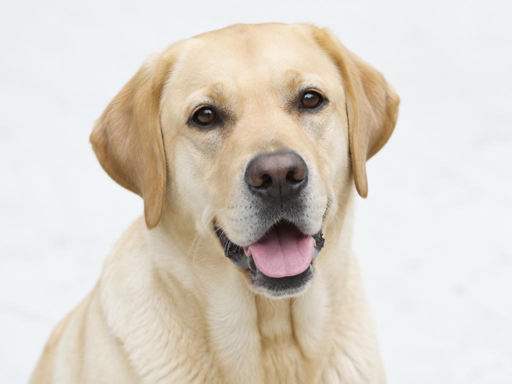 Labrador Retriever