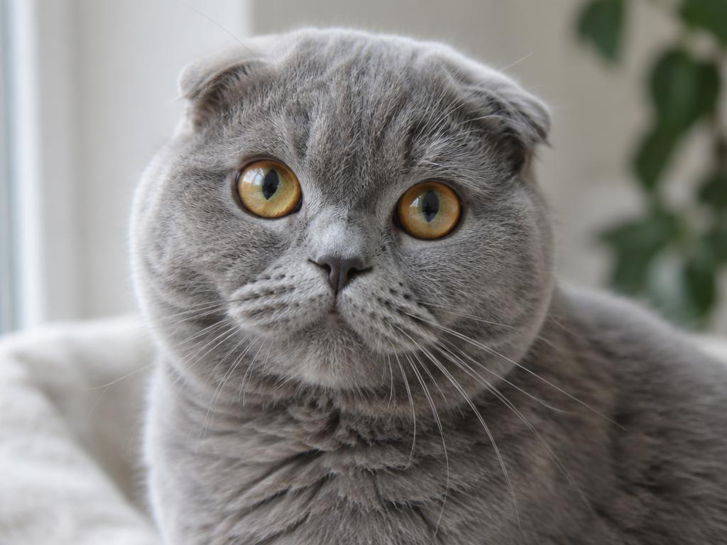 Scottish Fold